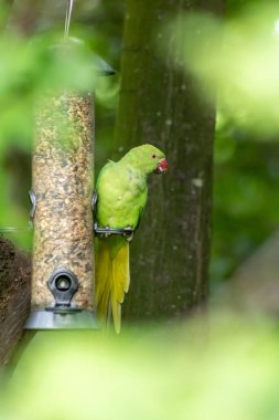 Halka boyunlu papağan, yeşil tüylü ve egzotik papağanlar gibi kırmızı gagalı parkta kuş yemi yiyor. Almanya gibi Avrupa ülkelerinde istilacı türler yerel kuşları yerinden ediyor.
