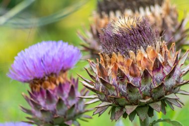 Yaz boyunca enginar, sağlıklı beslenme tozlaşması ve doğal güzellik için doğal bulanık bir arkaplan önünde çiçek ve bahçe sebzelerinin makro yakın çekimi olarak uzun pembe taçyaprakları ile tam gaz esiyor.