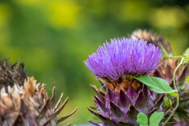 Yaz boyunca enginar, sağlıklı beslenme tozlaşması ve doğal güzellik için doğal bulanık bir arkaplan önünde çiçek ve bahçe sebzelerinin makro yakın çekimi olarak uzun pembe taçyaprakları ile tam gaz esiyor.