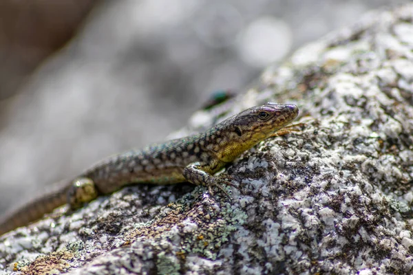 Ödla Jakt Efter Insekter Varm Vulkan Sten Värms Upp Solen — Stockfoto