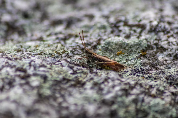 외따로 떨어져 메뚜기 마리가 나뭇잎 식물을 사막을 뛰어다니며 복제물 과짝짓기 — 스톡 사진