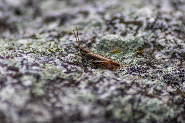 Single Isolated Grasshopper Hopping Stone Desert Search Food Grass Leafs — Stock Photo, Image