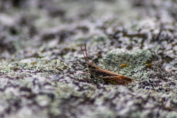 Einzelne Isolierte Heuschrecken Hüpfen Auf Der Suche Nach Nahrung Gras — Stockfoto