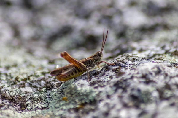 Single Isolated Grasshopper Hopping Stone Desert Search Food Grass Leafs — Stock Photo, Image