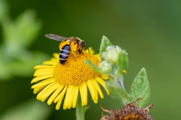 Belle Fleur Jaune Avec Une Abeille Peu Occupée Montre Les — Photo