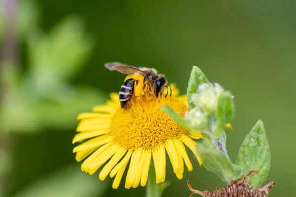 Belle Fleur Jaune Avec Une Abeille Peu Occupée Montre Les — Photo