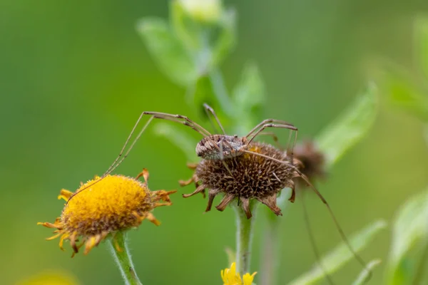 Flor Amarela Com Uma Aranha Perigosa Venenosa Mostra Perigo Para — Fotografia de Stock