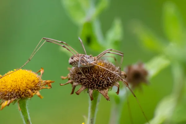 Yellow Flower Poisonous Dangerous Spider Shows Danger Insects Lurking Spider — Stock Photo, Image