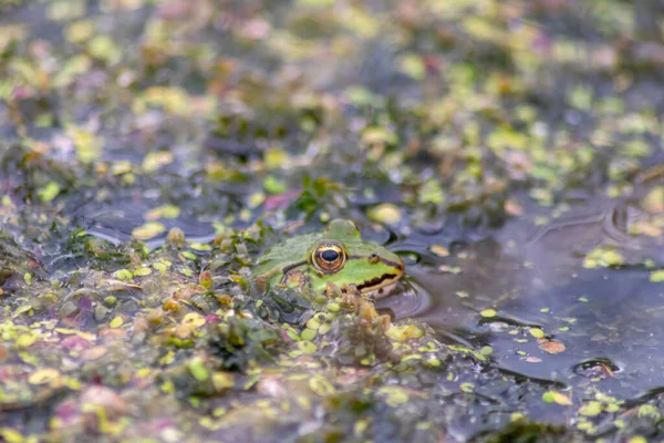一只绿色的大青蛙潜伏在池塘里 为蜜蜂和苍蝇等昆虫提供近视和宏观拍摄 这表明一只长着大眼睛 一动不动的两栖动物在花园池塘里作为健康的生态系统和自然保护 — 图库照片