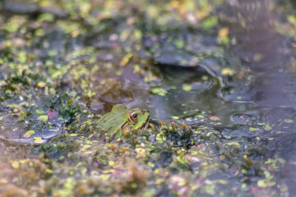 Big green frog lurking in a pond for insects like bees and flies in close-up-view and macro shot shows motionless amphibian with big eyes in a garden pond as healthy ecosystem and natural protection