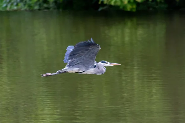 Oiseau Bleu Survolant Lac — Photo