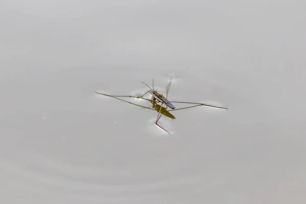 Close Insect Clear Water — Stock Photo, Image