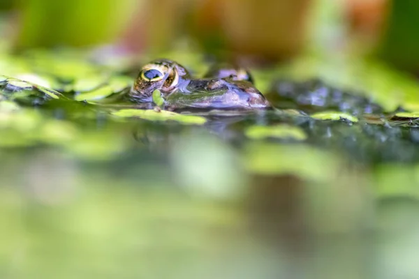 Velká Zelená Žába Číhající Jezírku Pro Hmyz Jako Včely Mouchy — Stock fotografie