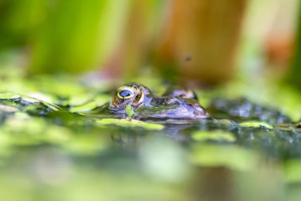 ハチやハエなどの昆虫の池に潜む大きな緑のカエルがクローズアップされ マクロショットは 健康な生態系と自然保護として庭の池の中に大きな目で動かない両生類を示しています — ストック写真