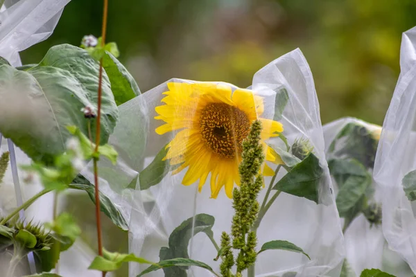 Beautiful Big Yellow Petals Sunflower White Net Collect Pollen Pollination — Stock Photo, Image