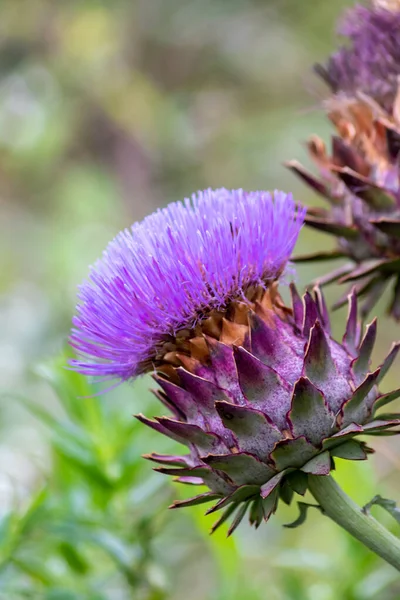 Alcachofa Pleno Golpe Verano Con Largos Pétalos Rosados Como Macro — Foto de Stock