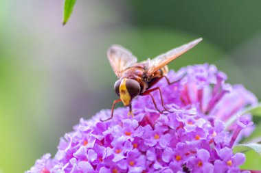Güzel arka planda pembe leylak çiçekleri böcekleri çizgili sinekler, arılar ve yaban arıları olarak nektar toplamaya ve çiçekleri güzel bulanık bir arka planla tozlaştırmaya ve uzayı kopyalamaya davet eder.