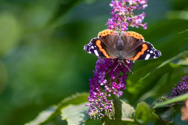 Beau Papillon Monarque Contre Jour Romantique Sur Les Fleurs Lilas — Photo