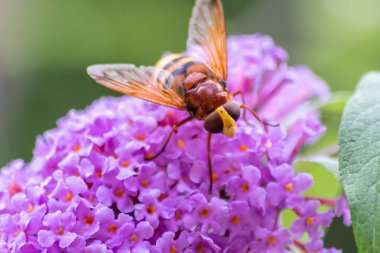 Güzel arka planda pembe leylak çiçekleri böcekleri çizgili sinekler, arılar ve yaban arıları olarak nektar toplamaya ve çiçekleri güzel bulanık bir arka planla tozlaştırmaya ve uzayı kopyalamaya davet eder.
