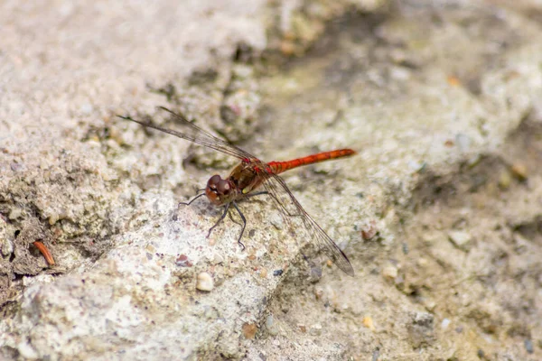 Kırmızı Yusufçuk Profilinde Böcek Katili Bir Yusufçuğun Çimenlerde Oturup Sinekleri — Stok fotoğraf