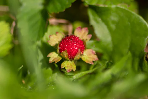 Rec Raspberry Green Garden — Stock Photo, Image