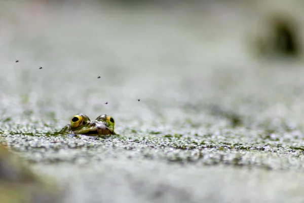 Zielona Europejska Żaba Zwyczajna Idyllicznym Stawie Ogrodowym Czai Się Dla — Zdjęcie stockowe