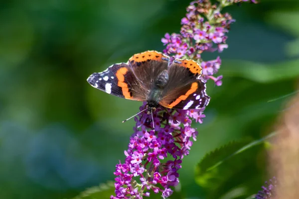 Beau Papillon Monarque Contre Jour Romantique Sur Les Fleurs Lilas — Photo