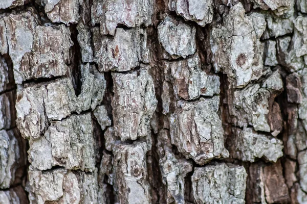 Kora Drzewa Drobnych Naturalnych Strukturach Patyna Surowej Kory Drzew Jako — Zdjęcie stockowe