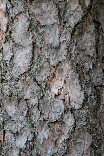 Кора Дерева Тонкими Природними Структурами Патини Грубої Деревини Природний Екологічний — стокове фото