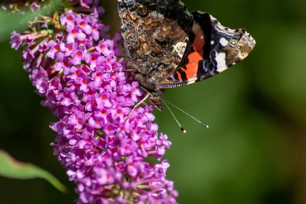 Beau Papillon Monarque Contre Jour Romantique Sur Les Fleurs Lilas — Photo