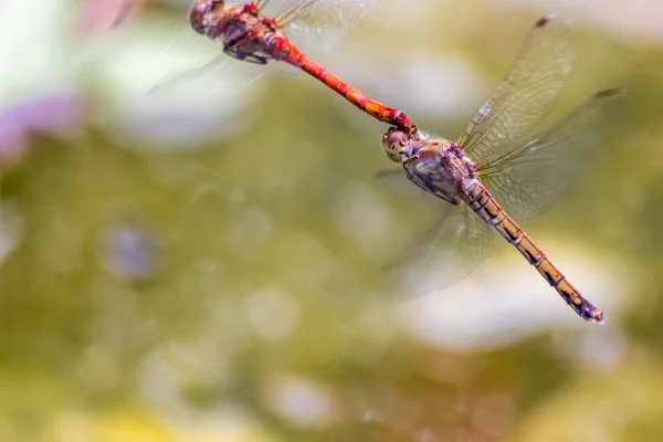 Dragonfly Par Flyger Parningssäsongen Och Parningssäsongen För Ägg Nedfall Vid — Stockfoto