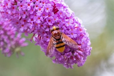 Güzel arka planda pembe leylak çiçekleri böcekleri çizgili sinekler, arılar ve yaban arıları olarak nektar toplamaya ve çiçekleri güzel bulanık bir arka planla tozlaştırmaya ve uzayı kopyalamaya davet eder.