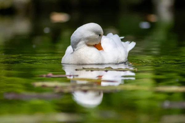Schöner Weißer Schwan Schwimmt Teich — Stockfoto