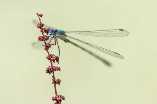 Dragonfly Red Branch Plant — Stock Photo, Image