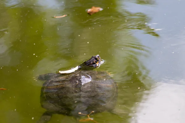 Rana Tortuga Agua Del Estanque —  Fotos de Stock