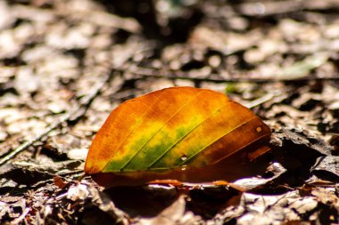 Ormanda yere düşen sonbahar yaprağı
