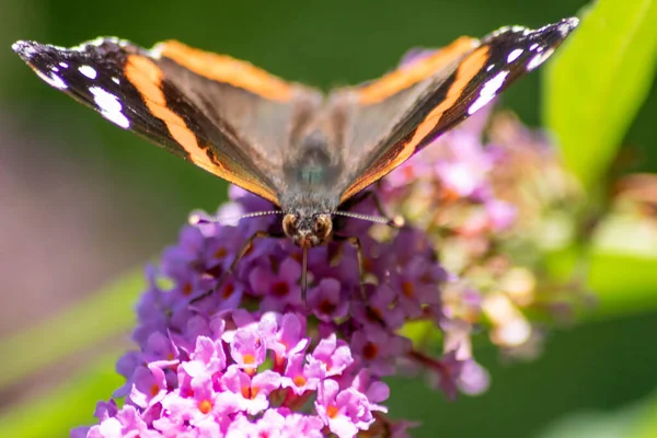 Beau Papillon Monarque Contre Jour Romantique Sur Les Fleurs Lilas — Photo