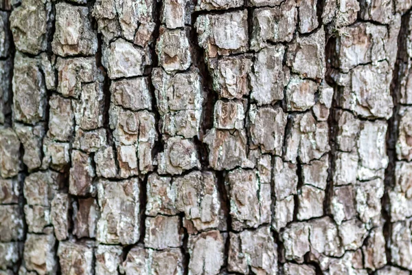 구조와 나무껍질로 이루어진 나무껍질 생태학적 배경은 아름다운 색조를 곤충들로부터 상처와 — 스톡 사진
