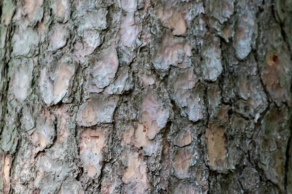 Casca Árvore Com Estruturas Naturais Finas Pátina Casca Árvore Áspera — Fotografia de Stock