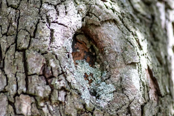 Ağaç Kabuğu Ince Doğal Yapılara Sert Ağaç Kabuklarına Sahiptir Doğal — Stok fotoğraf