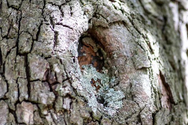 Corteza Árbol Con Finas Estructuras Naturales Pátina Corteza Árbol Áspera — Foto de Stock