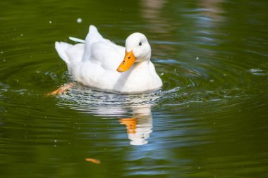 Güzel beyaz kuğu gölette yüzüyor