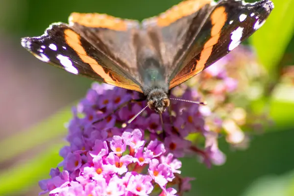 夏にピンクのライラックの花にロマンチックなバックライトで美しい君主蝶は 太陽の下でその繊細な翼を示し 多くのコピースペースで隔離された花を受粉させます — ストック写真