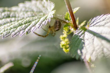 Bulanık bahçede yeşil yapraklı örümcek