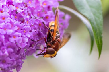 Güzel arka planda pembe leylak çiçekleri böcekleri çizgili sinekler, arılar ve yaban arıları olarak nektar toplamaya ve çiçekleri güzel bulanık bir arka planla tozlaştırmaya ve uzayı kopyalamaya davet eder.