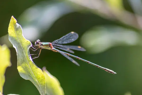 Close Dragonfly Green Leaf — Stock Photo, Image