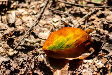 Ormanda yere düşen sonbahar yaprağı