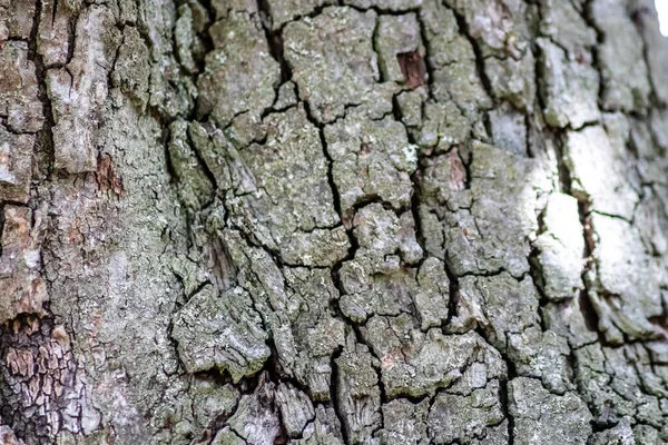 树皮具有精美的自然结构 树皮粗糙 具有自然和生态背景 色泽灰暗 具有很好的防虫保护和栖息效果 — 图库照片