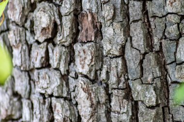 Ağaç kabuğu ince doğal yapılara ve sert ağaç kabuklarına sahiptir. Doğal ve ekolojik arkaplan, böceklere karşı korunma ve yara izi olarak gri tonlarda güzel bir yaşam alanı göstermektedir.