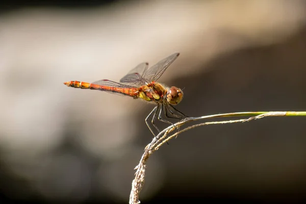 Libellule Pourpre Profil Plan Impressionnant Insecte Tueur Libellule Assis Sur — Photo